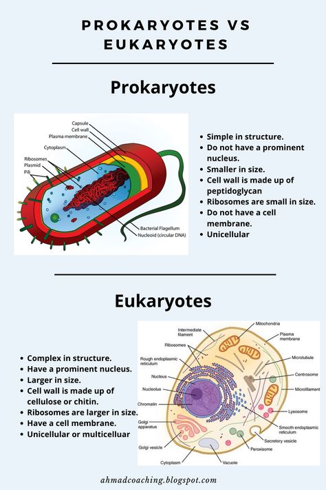 Difference Between Prokaryotic And Eukaryotic Cells, Vesicles Biology, Biology Notes Prokaryotes And Eukaryotes, Eukaryotes And Prokaryotes, How To Study Biology College, Prokaryotic And Eukaryotic Cells Notes, Cell Biology Notes College, How To Learn Biology, Cells Notes Biology