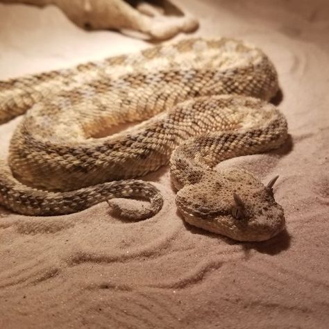 Horned Snake, Horned Viper, Desert Snake, Viper Snake, Stories Pictures, Pretty Snakes, Desert Animals, Arabian Peninsula, Snake Art