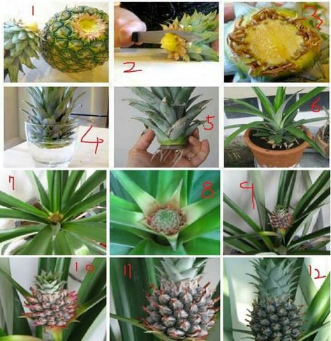 Pineapple How To Regrow Pineapple, Grow Pineapple Plant, Regrow Vegetables, Growing Pineapple, Pineapple Planting, نباتات منزلية, Fall Garden Vegetables, Veg Garden, Fruit Garden