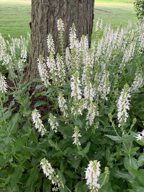 Sages 'Snow Hill' (Salvia × sylvestris 'Snow Hill') Care Guide. The sages 'Snow Hill', or Schneehugel, is a sage cultivar named for its profusion of snow-white flowers. It grows very thickly and resists drought and browsing by deer. Bees, butterflies and other such pollinators flock to it. Gardeners will often use it to fill out large garden spaces or pots as an attractive background for more showy plants. White Salvia, Meadow Sage, Salvia Plants, Attractive Background, Snow Hill, Sage Plant, Plant Tags, Large Garden, Clay Soil