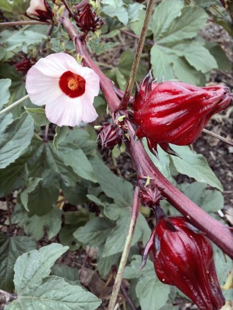 Jamaica Flor, Growing Hibiscus, Starfish Tattoo, Green Foods, Hibiscus Sabdariffa, Medical Herbs, Drinks Tea, Hibiscus Plant, Sonoran Desert