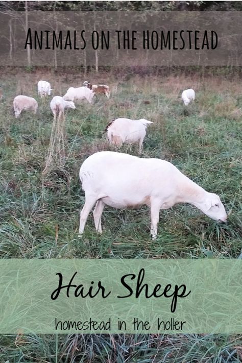 Raising Lambs, Sheep Homestead, Homestead Sheep, Keeping Sheep, Meat Animals, Sheep Shelter, Homestead Livestock, Survival Knowledge, Raising Sheep