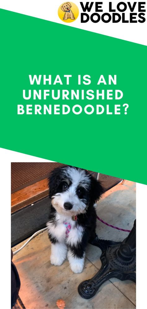 Here’s what you need to know about the Bernedoodle before further exploring an unfurnished Bernedoodle. Bernedoodles are companion dogs, not for show, and need a lot of attention. They are the products of Poodles, who have furnished coats, and Bernese Mountain Dogs, who do not. Bernese Mountain Dogs, Love Doodles, Dog Puzzles, Types Of Coats, Companion Dog, Bernese Mountain, Cute Dogs And Puppies, Bernese Mountain Dog, Mountain Dogs