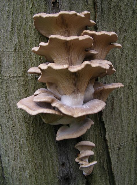 Oyster mushrooms (Pleurotus ostreatus) growing on a beech tree. Japanese Mushroom, Mushrooms Decor, Ceramic Installation, Mushrooms Growing, Mushroom Plant, Mushroom Garden, Mushroom Pictures, Mushroom Drawing, Oyster Mushrooms