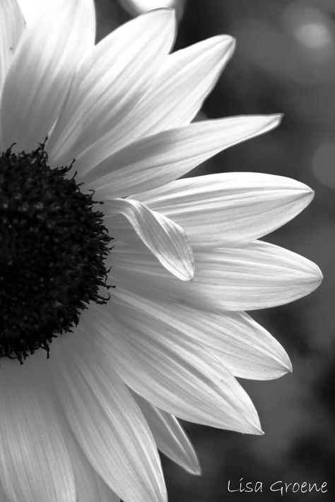 Sunflower Iphone Wallpaper, White Sunflower, Doodle Flowers, Black And White Photo Wall, Black And White Picture Wall, White Sunflowers, Wallpaper White, Sunflower Wallpaper, Black And White Flowers