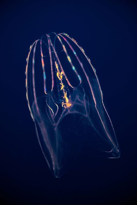 Comb jellyfish Comb Jellyfish, Comb Jelly, Glowing Sea, Deep Sea Jellyfish, Jellyfish Pictures, Sea Jellies, Nightmare Fuel, Sea Monkeys, Marine Creatures