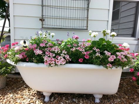 "Ellie Mae"... Bathtub Flower Bed, Bowling Ball Garden, Bathroom Tubs, Bathtub Pictures, Garden Bathtub, Old Bathtub, Diy Bathtub, Flea Market Gardening, Old Bathroom