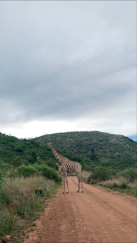 Game Drive Safari Aesthetic, Animal Conservation Aesthetic, Safari Aesthetic, Wilderness Animals, Feed Animals, Animal Aesthetic, Africa Tour, Animal Conservation, Kenya Safari