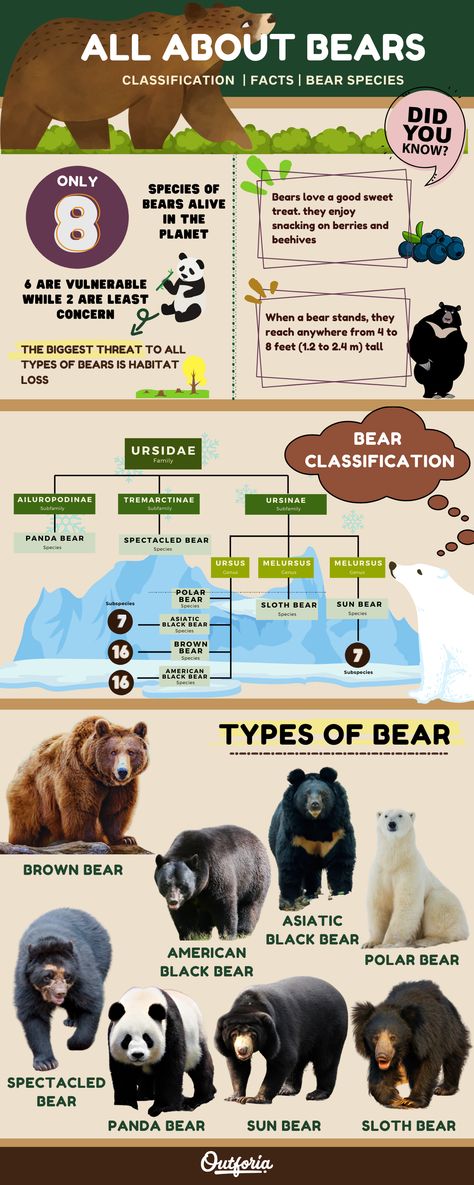 Bears are an incredible demonstration of the might of nature. They are both respected and feared by anyone in their territory. You can even find them all over the world! Although there might have been many more, there are only eight species of bears that exist today. This article is your one-stop-shop for all the information you need on bears. Learn their species, classification systems, and conservation efforts to save the remaining bear on our planet. Facts About Bears, Malayan Sun Bear, Asian Black Bear, Asiatic Black Bear, Bears Preschool, Giant Panda Bear, Spectacled Bear, Bear Species, American Black Bear