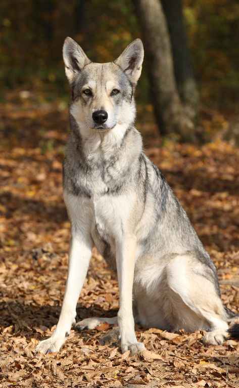 The Saarloos Wolfdog – Welcoming A Wild Dog Into Your Home Saarloos Wolfdog, Tamaskan Dog, Czechoslovakian Wolfdog, Hairless Dog, Scary Dogs, Designer Dogs, Dangerous Dogs, Purebred Dogs, Dog Allergies