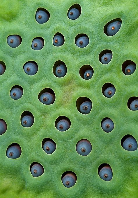 . Phobia Of Holes, Holes In Skin Phobia, Easter Games For Kids, Lotus Pods, Natural Structures, Texture Photography, Mushroom Fungi, Au Naturale, Seed Pods