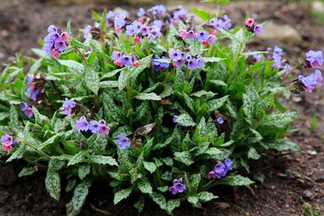 Rabbit Resistant Perennials, Groundcover Plants, Deer Resistant Garden, Deer Resistant Perennials, Yucca Plant, Fence Garden, Lenten Rose, Deer Resistant Plants, Perennial Flowers