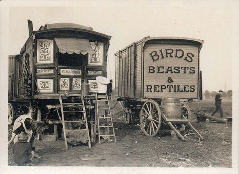 Manders Menagerie by Tyne & Wear Archives & Museums, via Flickr Elvira Madigan, Vintage Circus Photos, Old Circus, Circus Sideshow, Tiny House Blog, Circus Performers, Night Circus, Tyne And Wear, Sweeney Todd