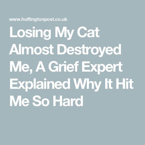 Losing My Cat Almost Destroyed Me, A Grief Expert Explained Why It Hit Me So Hard Losing A Cat, My Cat Died, Loss Of A Cat, Pet Loss Cat, Loss Of Cat, Cat Loss, Toddler School, Further Education, Parent Life