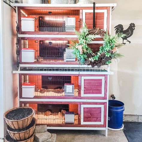 Small animal cage. Quail. Coturnix. Homestead. Homesteading. Good security. Quail Cage Ideas, Quail House, Large Rabbit Hutch, Quail Cage, Coturnix Quail, Quail Coop, Bunny Cage, Homesteading Animals, Animal Habitat