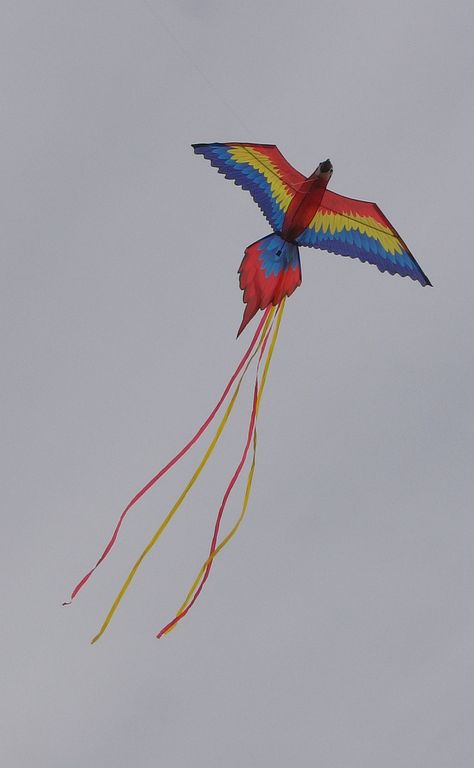 Bold colors and some ribbon tails on this bird kite help make the best of a dreary day... T.P. (my-best-kite.com) "Parrot Kite" Cropped from a photo by shewhopaints on Flickr (cc). Homemade Kites, Kite Store, Chinese Kites, Dark Crystal Movie, Bird Puppet, Kite Tail, Diy Kite, Bird Kite, Cool Black Wallpaper