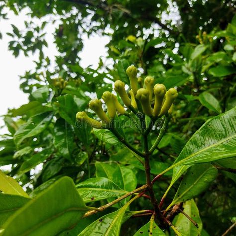 Unharvested clove seeds - has a handle containing several clove seeds stock photography Plant Flower, Geometric Shapes, Interior Architecture, Stock Photography, Photo Image, Seeds, Stock Photos, Architecture, Plants