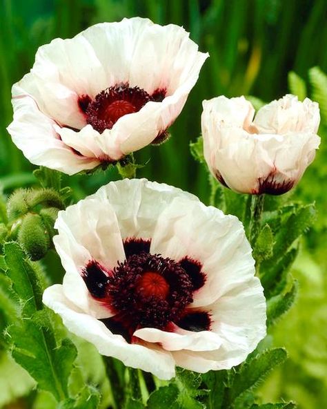 Papaver Orientale, Perry White, Fall Perennials, American Meadows, Flower Seeds Packets, White Poppy, Home Garden Plants, Spring Bulbs, Hardy Perennials