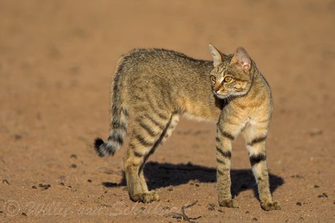 African Wildcat in Kgalagadi | We have just returned from a … | Flickr African Wild Cat, Wild Cat Species, Small Wild Cats, Cat Species, Art Study, In The Wild, Art Studies, Make It Work, Wild Cats