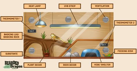 Create the Perfect Humidity for a Bearded Dragon - Bearded Dragon Guru Diy Bearded Dragon Hideout, Bearded Dragon Terrarium Ideas Tanks, Bearded Dragon Habitat Ideas, Cute Bearded Dragon Tank, Bearded Dragon Wallpaper, Diy Bearded Dragon Cage, Bearded Dragon Tank Decor, Bearded Dragon Enclosure Ideas, Bearded Dragon Tank Setup