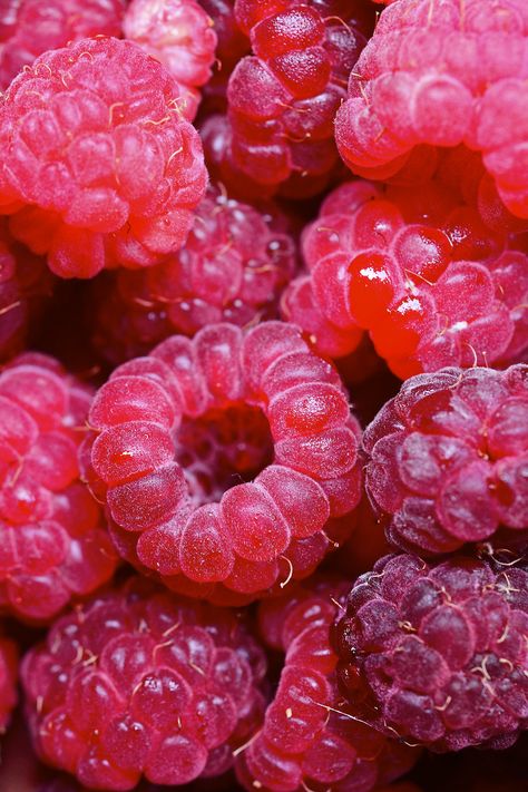 Rasberry Aestethic Fruit, Raspberries Photography, Wallpaper Fruit, Types Of Berries, Raspberry Recipes, I See Red, Pink Fruit, Raspberry Fruit, Fruit Wallpaper