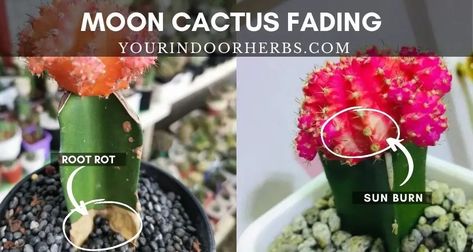 Why Your Moon Cactus is Losing Color? – Your Indoor Herbs and Garden Moon Cactus, Indoor Herbs, Cactus Light, Herbs Indoors, Yellow Orange, Pink Yellow, Cactus, Herbs, Moon