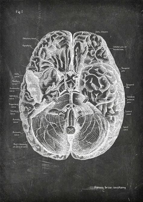 Brain Diagram, Neuroscience Art, Medical Drawings, Medical School Life, Nurse Aesthetic, Medical Wallpaper, Brain Anatomy, Brain Art, Electromagnetic Field