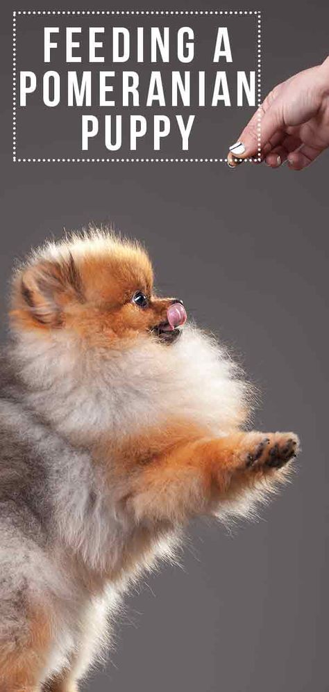 Feeding a pomeranian puppy Pomeranian Puppy Training, Pomeranian Pups, Pomeranian Training, Baby Pomeranian, Pet Muzzles, Pomeranian Mix, Babies Stuff, Aussie Puppies, Cutest Dogs