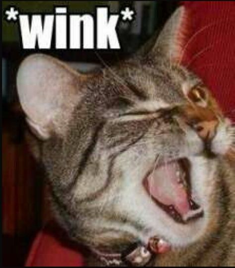 WINK (cat) WINK Funny Cat Pictures, Silly Cats, Cool Pets, Crazy Cat Lady, Beautiful Cats, Animals Friends, Crazy Cats, Cat Pics, Cat Memes