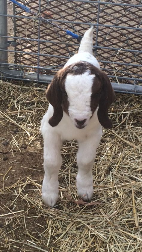 Baby Boer goat Female Goat, Show Goats, Boer Goats, Goat Kidding, Raising Goats, Pygmy Goat, Cute Goats, Showing Livestock, Dairy Goats