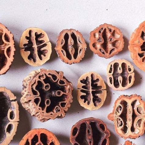 Lost Found Art on Instagram: "Aw nuts! Walnut halves from black walnuts, hickories and butternuts from North America and Asia. Via @j.d.frei #nuts #walnuts #nutty #nut #walnut #walnuts #walnutshell #butternut #hickory" Little Sculptures, Juglans Nigra, Walnut Tree, Natural Structures, Nuts And Seeds, Walnut Shell, Earth Art, Found Art, Ceramics Projects