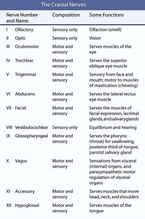 Best 25+ Cranial nerves anatomy ideas on Pinterest | Cranial nerves, Cranial  nerves function and Cranial nerve 2 Vestibulocochlear Nerve, Cranial Nerves Mnemonic, Sensory Motor, Nursing School Survival, Cranial Nerves, Nursing School Studying, Nursing School Tips, Medical School Studying, Nursing School Notes