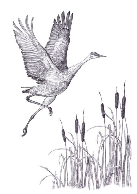 Sandhill Crane Drawing, Crane Sketch, Sand Hill Crane, Crane Drawing, Sandhill Crane, Festival Ideas, Art References, Pen Drawing, Vintage Poster