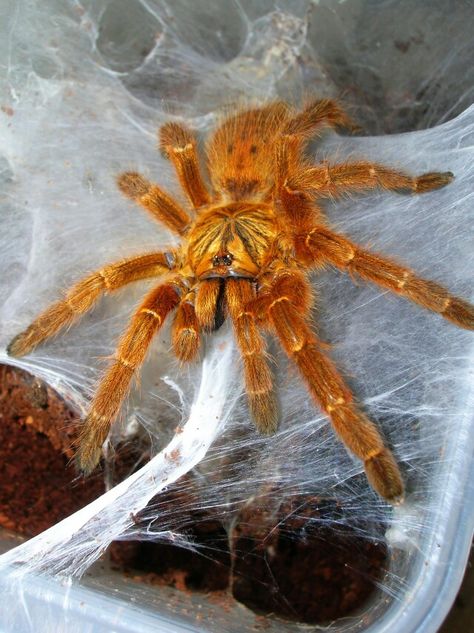 Tarantula. This ones name is Kim LOL Tarantula Enclosure, Arachnids Spiders, Spiders And Snakes, Itsy Bitsy Spider, Cool Bugs, Jumping Spider, Beautiful Bugs, Creepy Crawlies, Arthropods