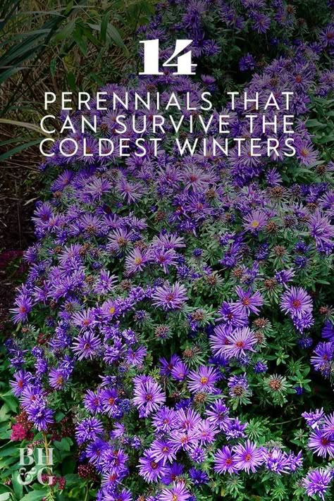 It’s important to know which cold climate plants are tough enough to survive frost. Here are some top picks for the most reliable, cold-hardy perennials that you can count on to take a polar vortex or two in stride and come back strong in the spring. #perennials #flowers #winterflowers #coldweathergarden #wintergardening #winterperennials #bhg Frost Hardy Plants, Frost Resistant Plants, Cold Hardy Perennials, Winter Plants Outdoor Cold Weather, Temple Ideas, Garden In Winter, Exterior Landscaping, Ideas Terraza, Perennial Garden Plans