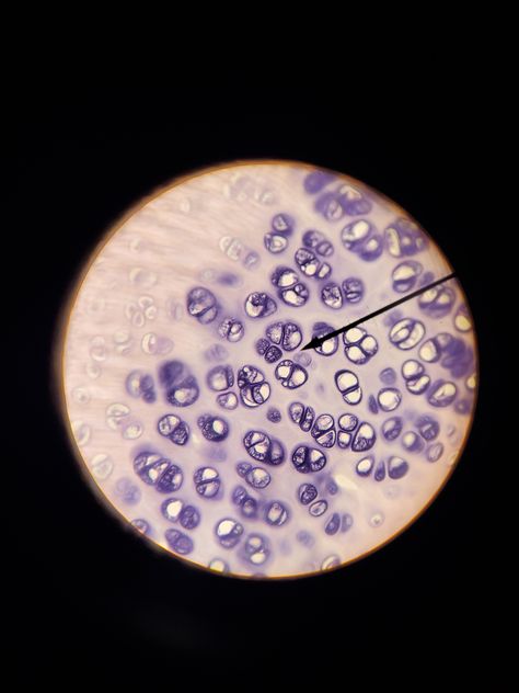 Hyaline Cartilage, Microscopic Photography, Medical Laboratory Science, Medical School Motivation, Laboratory Science, Medical Laboratory, Biochemistry, Microbiology, Biotechnology