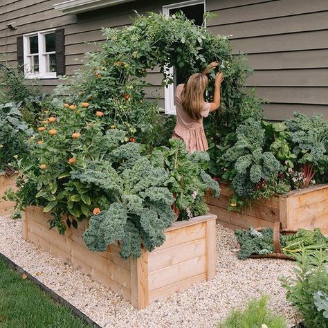 Garden With Sitting Area, Garden On Deck, Minnesota Backyard, August Goals, Box Planters, Gardening Design, Gardening Landscaping, Potager Garden, Backyard Vegetable Gardens