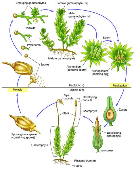 Horticulture Education, Biology Diagrams, Biology Plants, Study Biology, Biology Classroom, Moss Plant, Biology Facts, Biology Art, Plant Book