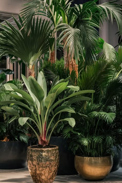 Choose large palm plants in decorative pots to complement modern indoor designs. Their lush greenery provides a sophisticated and refreshing look. Palm Interior Design, Large Potted Plants Indoor, Palm Plant Indoor, French Garage, Indoor Palm Plants, Indoor Designs, Palm Royale, Palm Plants, Indoor Palms