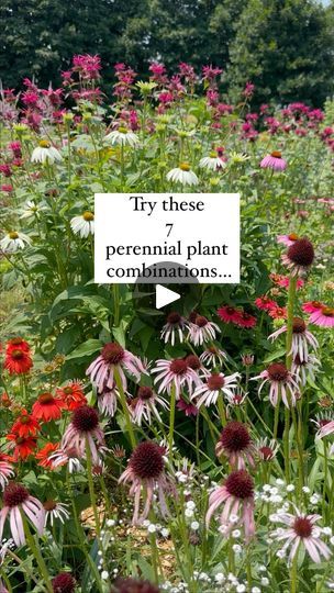 2.4K views · 266 reactions | Sometimes a great flower becomes incredible with the right pairing.These are our favorites so far this year:

1. False sunflower (heliopsis) & Bee Balm (monarda): their heights match up giving an eye-level pop of colour.

2. Meadow Sage (salvia nemorosa) & Red Ombré coneflower (echinacea purpurea): again, we love the height match and colour contrast for drama.

3. Black-eyed Susan (rudbeckia) Goldsturm & Autumn Colours: putting these 2 variations of one flower together, provides both uniformity and subtle variation. Just a hint of contrast. 

4. White Swan Coneflower (echinacea purpurea) & Pale Purple Coneflower (echinacea pallida): both tall coneflowers the softness of the pallida benefits from the structure of the white swan, for a very complementary effect. Rudbeckia Goldsturm, Echinacea Pallida, False Sunflower, Allium Giganteum, Meadow Sage, Salvia Nemorosa, Purple Coneflower, Colour Contrast, One Flower