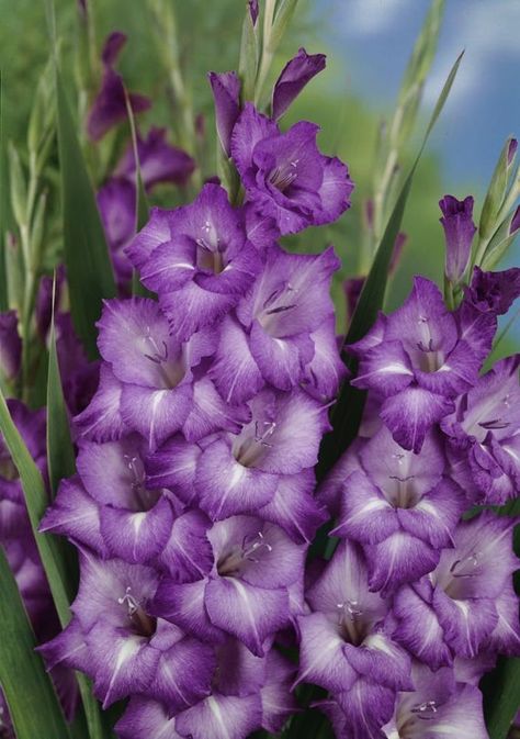 Purple Gladiolus, Gladiolus Bulbs, Tropical Africa, Gladiolus Flower, Dark Blue Flowers, Full Sun Plants, Purple Garden, Spring Plants, Sun Plants