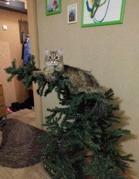 Grumpy Cat Christmas, Christmas Kitty, Cat Attack, Cat Christmas Tree, Meowy Christmas, Cat Climbing, Silly Animals, Funny Cat Pictures, Funny Cute Cats