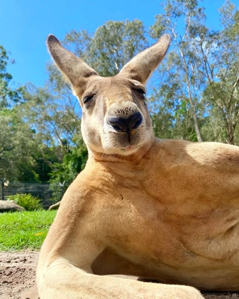 Australia on Instagram: “"So...you come here often?" 😏 Say g'day to one of @currumbinsanctuary's most handsome (and flirtatious) residents. Captured here by…” Kangaroo Funny, Dream Man Cave, Elephant Shrew, Conservation Projects, Australia Kangaroo, Australia Animals, Bar Fridges, Beautiful Art Paintings, Big Animals