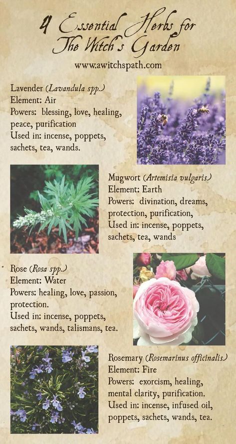 Magickal Plants, Herb Properties, Crystal Spells, Witch Watch, Witches Garden, Witch's Garden, Witchy Garden, Tattoo Plant, Magickal Herbs