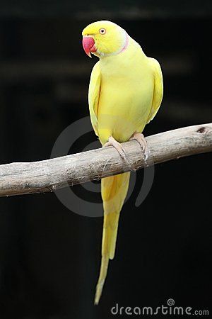 Indian Ringneck Parrot, Ringneck Parrot, Ring Necked Parakeet, Yellow Parrot, Indian Ringneck, Ring Neck, Parrot Pet, Yellow Animals, Beach Background Images