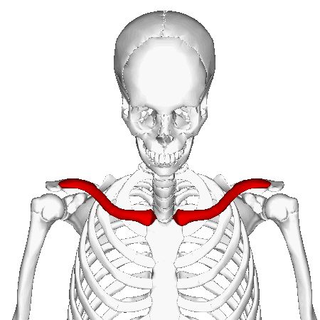 Clavicle_-_animation2.gif (450×450) Collar Bone Anatomy Drawing, Collar Bone Art Reference, Clavical Bone Anatomy, Clavicle Reference, Collarbone Anatomy, Clavicle Bone Anatomy, How To Draw Collar Bones, Clavicle Drawing, Collar Bone Reference