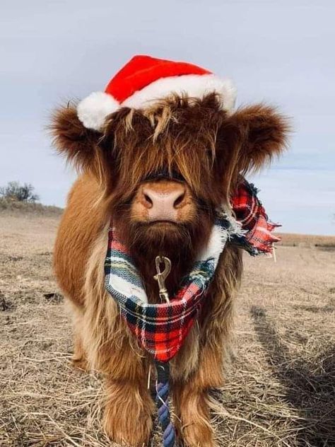 Christmas Cow Wallpaper, Outlander Cast, Cow Photography, Cow Wallpaper, Cow Photos, Mini Cows, Cutee Animals, Baby Farm Animals