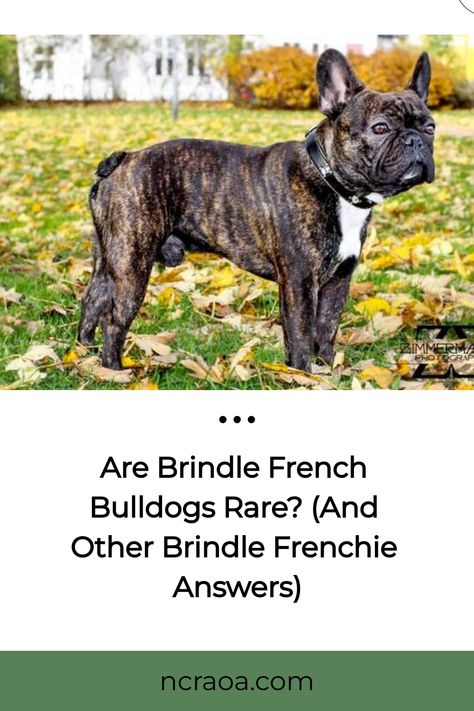 If you’re interested in adding a French Bulldog to your family, then you may have noticed that breeders often ask if you have a color preference. While colors like black and white are quite common, Blue Brindle French Bulldog, Brindle French Bulldog, Fawn Colour, Frenchie Bulldog, Emotional Support Animal, Frenchie Puppy, American Kennel Club, Losing A Dog, French Bulldogs