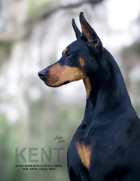 Doberman Side Profile, Win Photos, Doberman Photography, American Doberman, Moodboard Pics, Black Doberman, Doberman Love, Dog Anatomy, Dogs Grooming