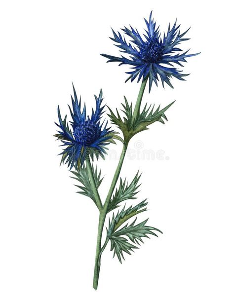 Watercolor feverweed, thistle, blue thorn. Hand drawn .. herbal illustration. Honey herb. Watercolor feverweed, thistle, blue thorn. Hand drawn . herbal vector illustration Blue Thistle Drawing, Blue Thistle Watercolor, Blue Thistle Tattoo, Thorn Illustration, Thistle Aesthetic, Thistle Drawing, Thistle Illustration, Herb Watercolor, Herbal Illustration